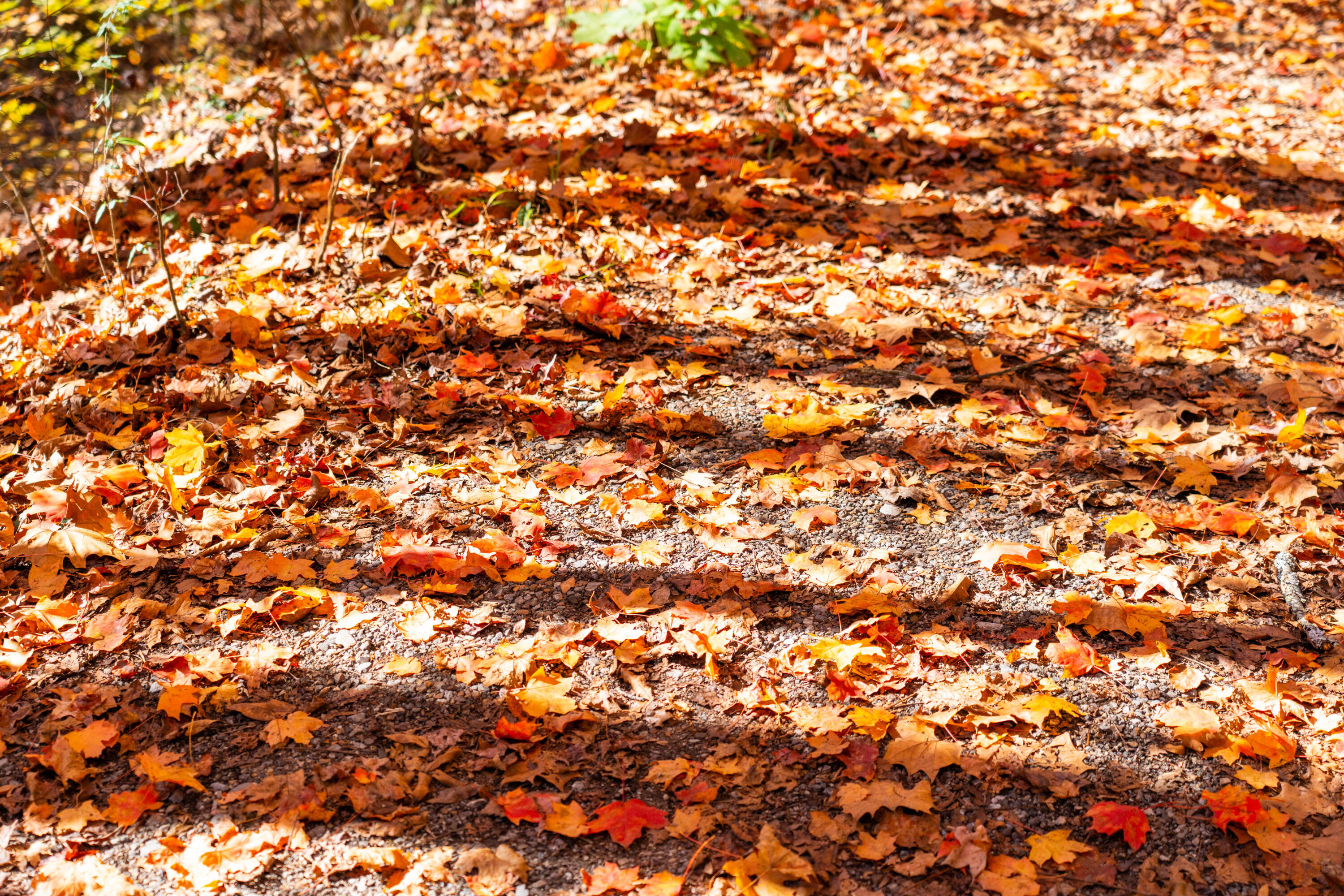 785 Chestnut Mountain Road Reliance, TN 37369 - Photo 66 of 68 785-Chestnut-Mountain-Rd-High-Res-Photos