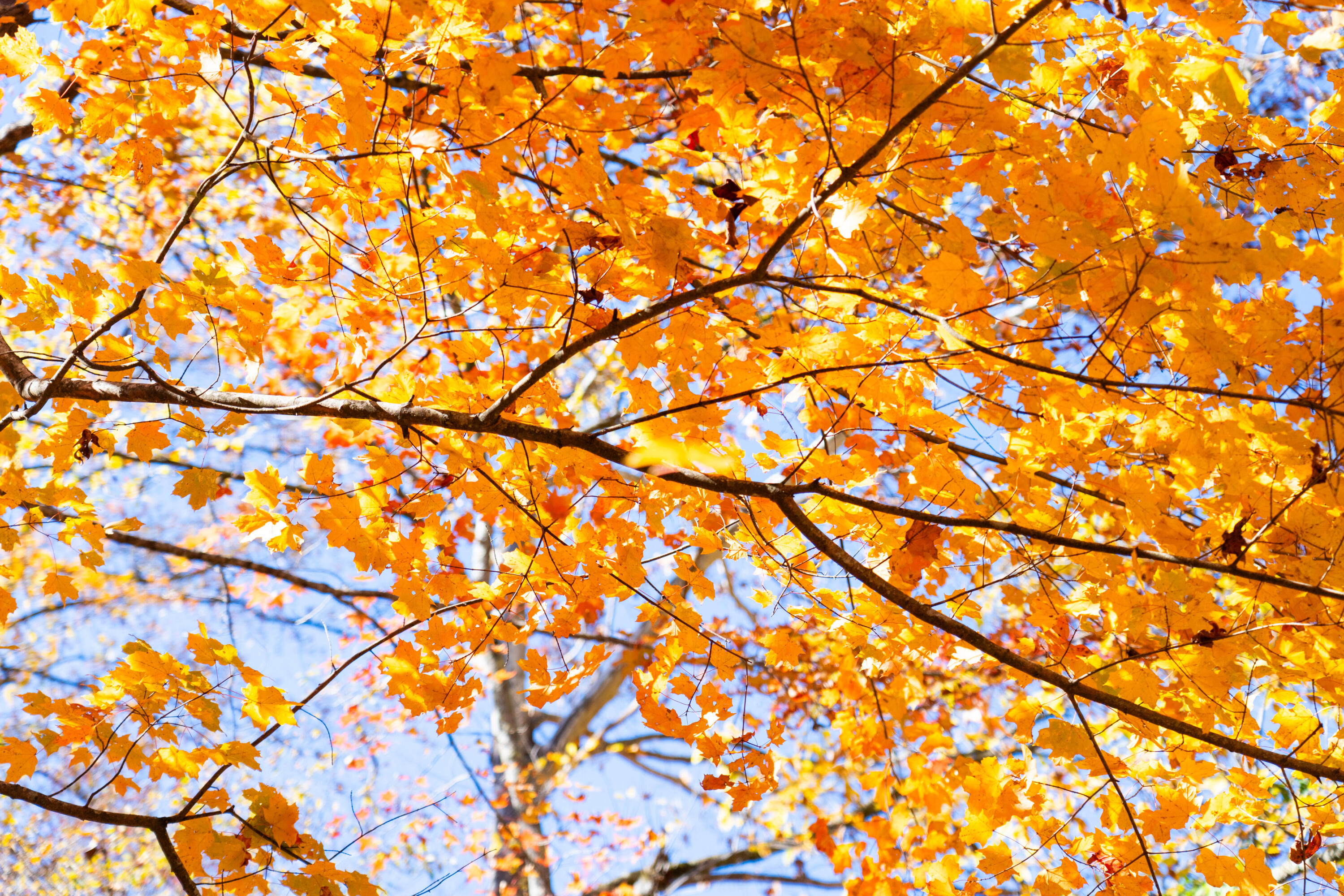 785 Chestnut Mountain Road Reliance, TN 37369 - Photo 67 of 68 785-Chestnut-Mountain-Rd-High-Res-Photos