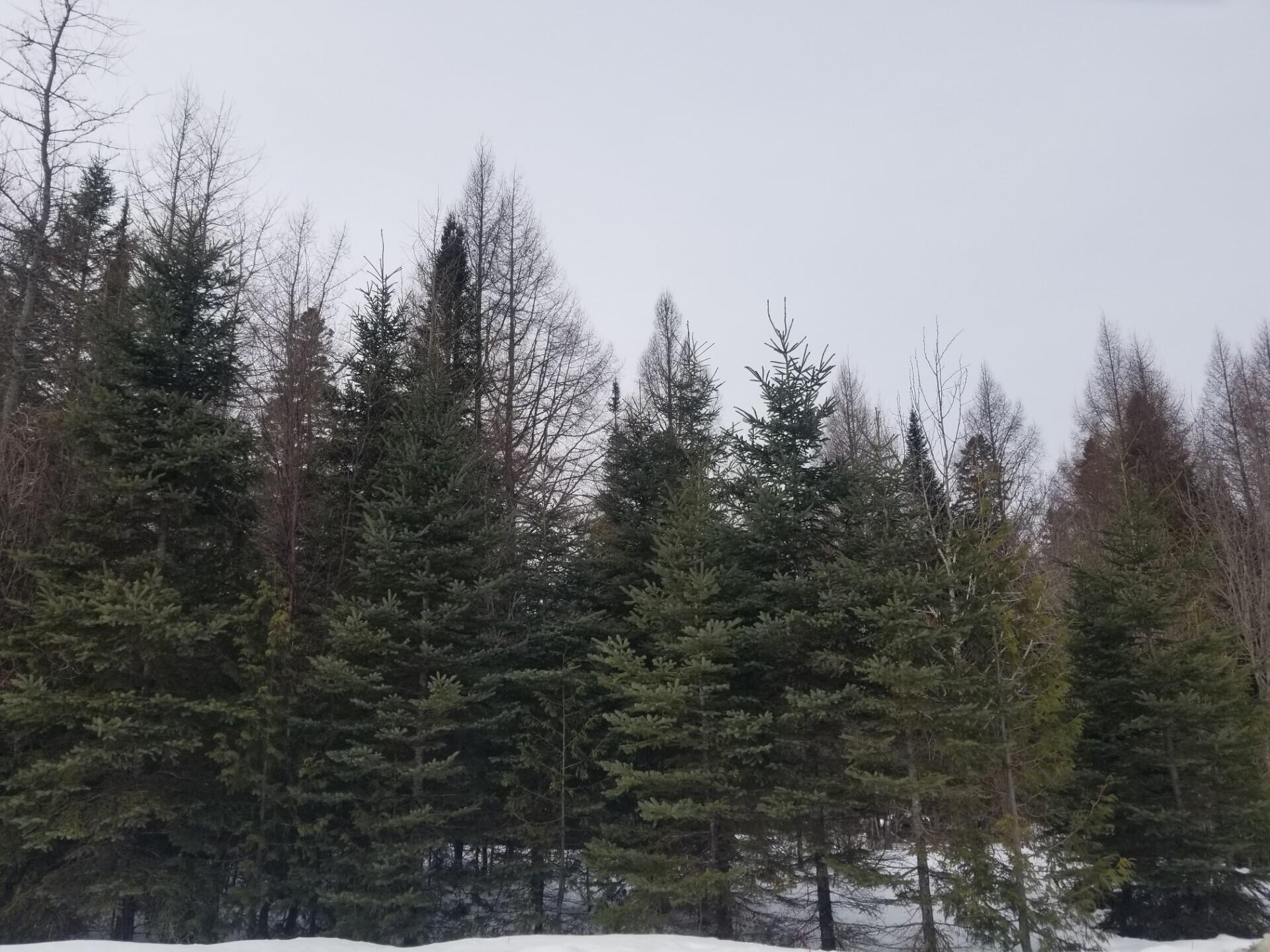 3-13 Tangle Ridge Road Perham, ME 04766 - Photo 4 of 4 Yoder 03