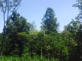 10701 Chattsworth Road Midland, GA 31820 - Photo 1 of 4 Main View