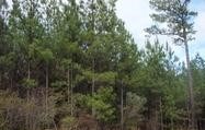 10701 Chattsworth Road Midland, GA 31820 - Photo 2 of 4 Gallery Image 2