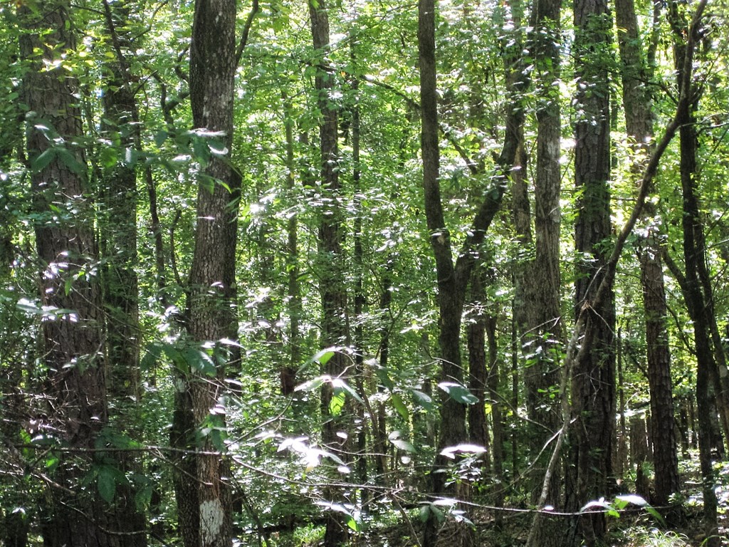10701 Chattsworth Road Midland, GA 31820 - Photo 3 of 4 Gallery Image 3