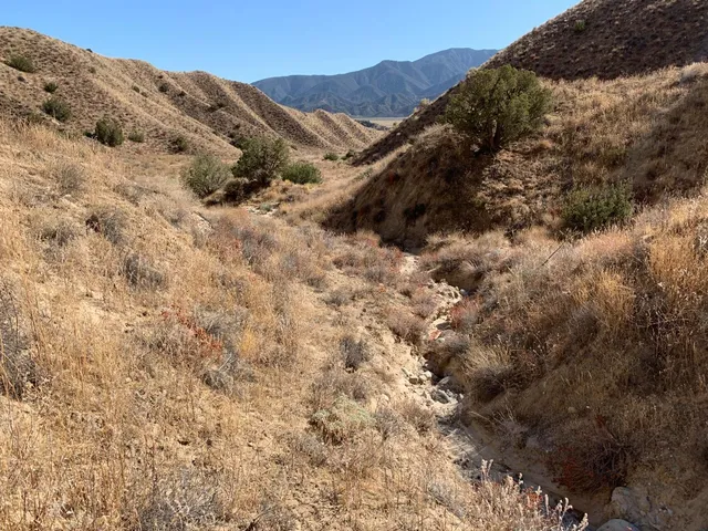 a view of a large tree