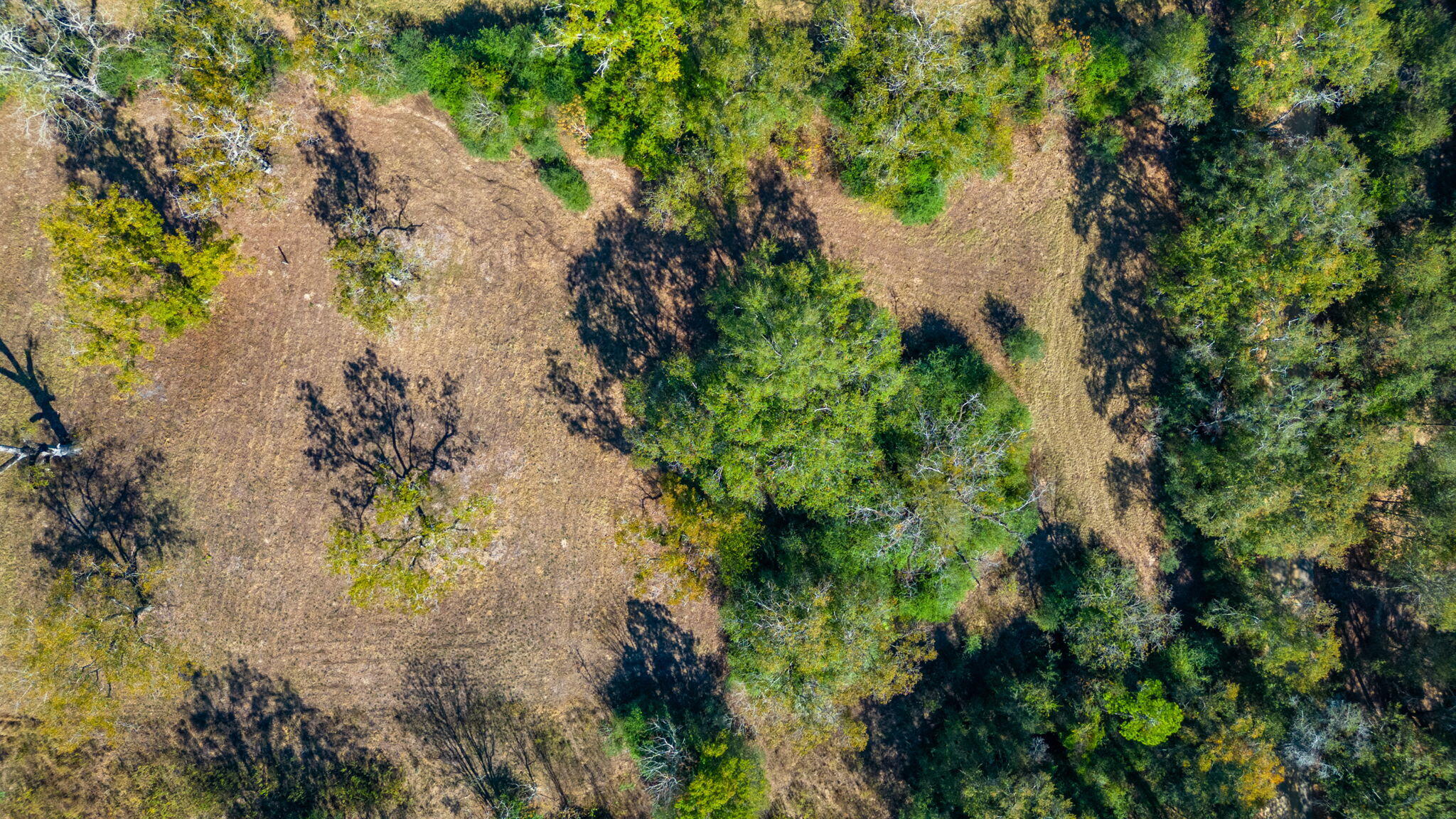 1339 Woods Road Samson, FL 36477 - Photo 5 of 10 an aerial view of a house with a yard