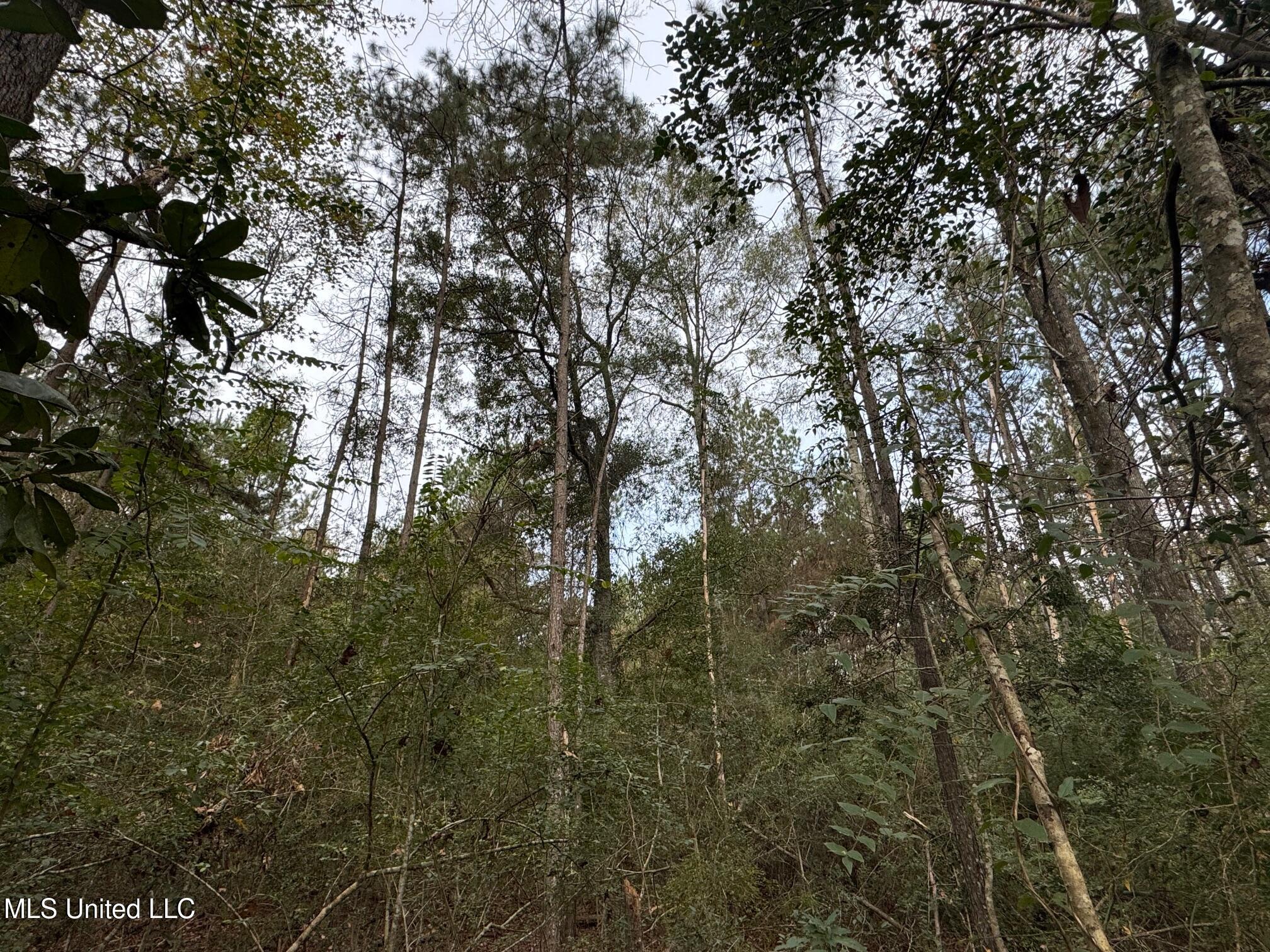 0 Elarton Road Magnolia, MS 39652 - Photo 8 of 27 Oaks