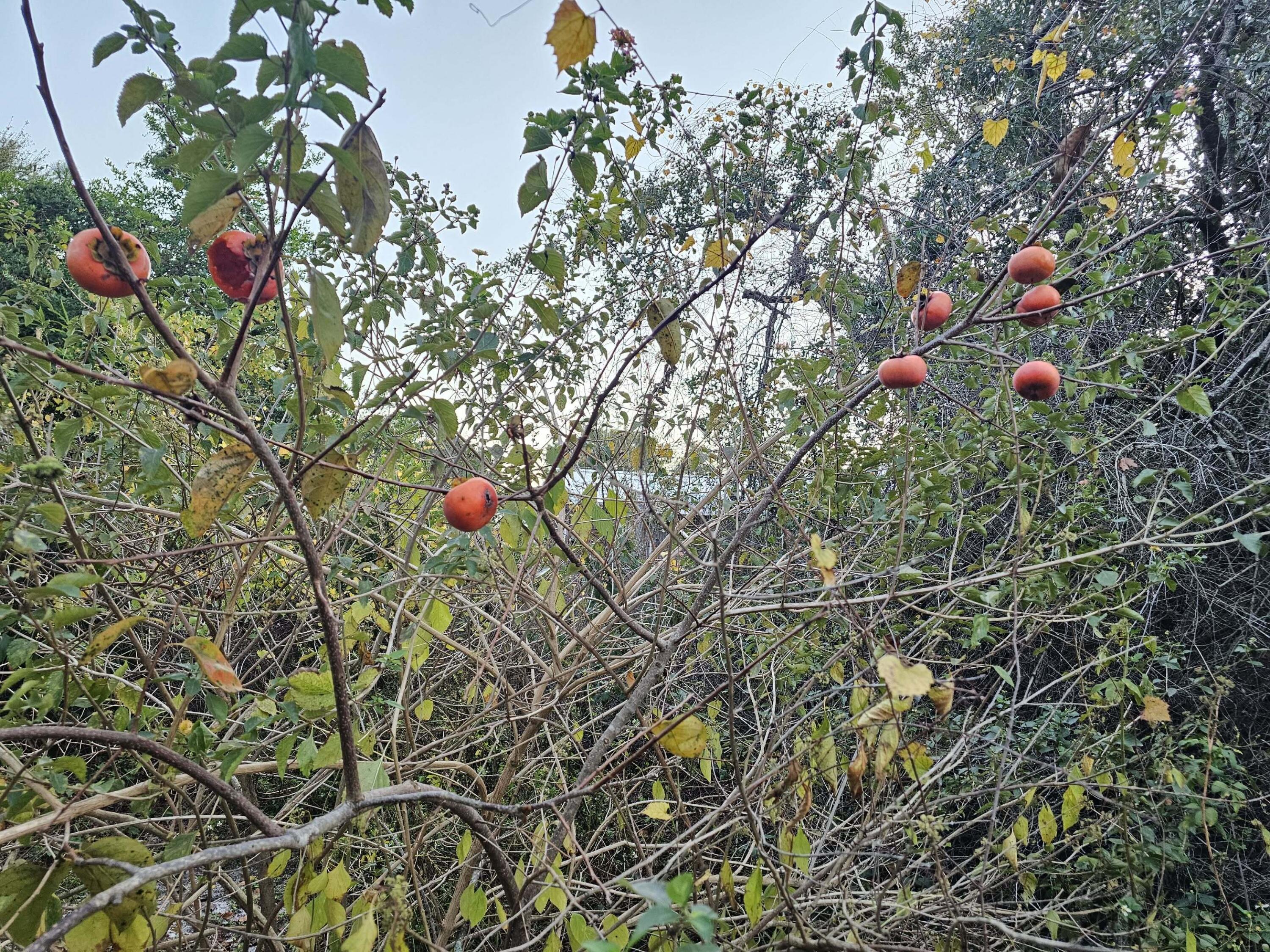 320 Main Street Destin, FL 32541 - Photo 4 of 10 a backyard of a house with lots of green space