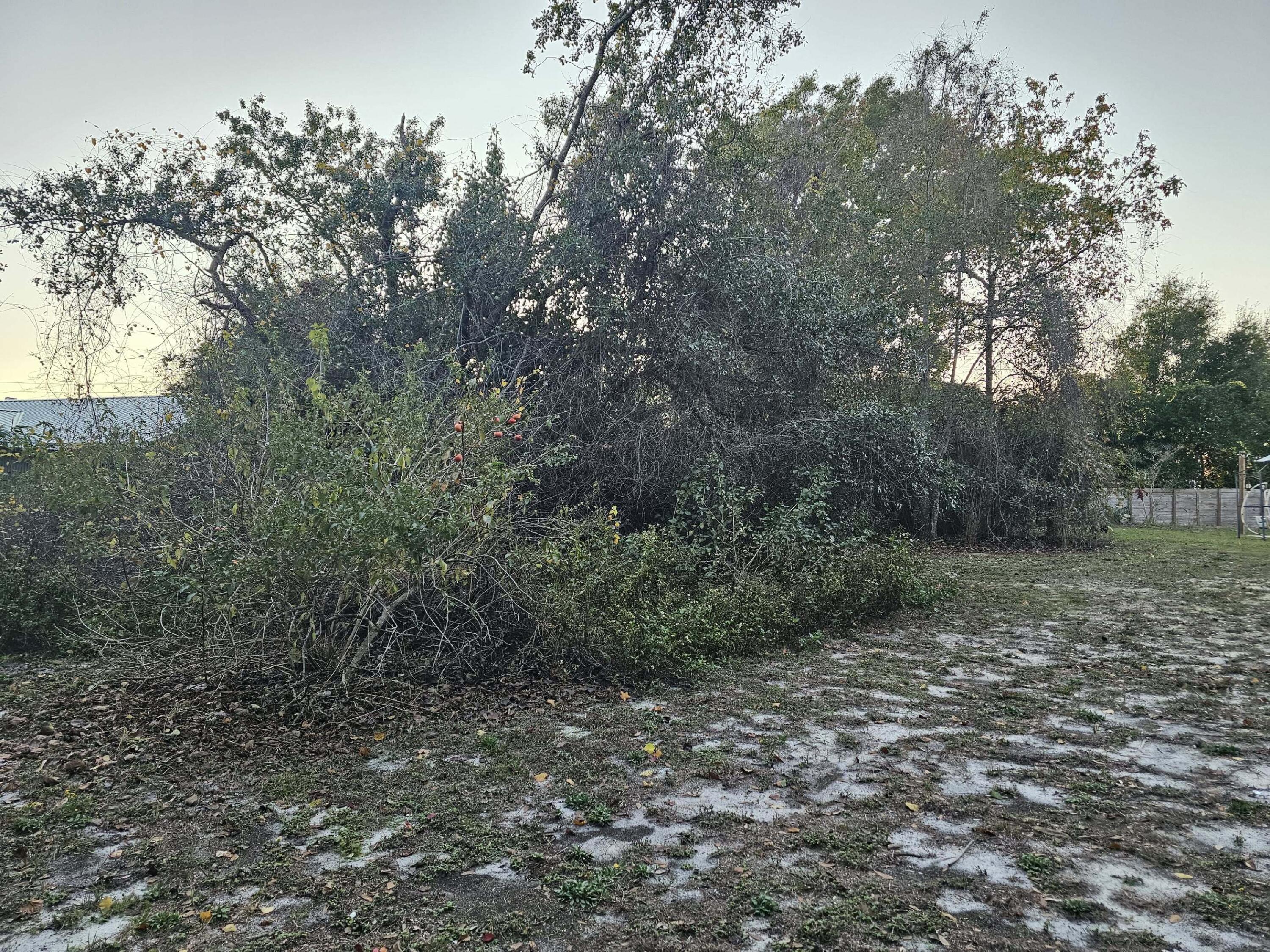 320 Main Street Destin, FL 32541 - Photo 5 of 10 a big yard with lots of green space and deers