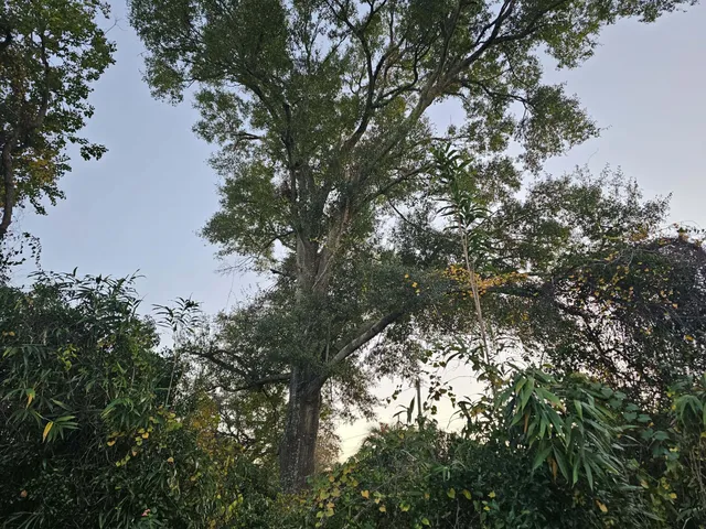 a view of a forest with trees in the background
