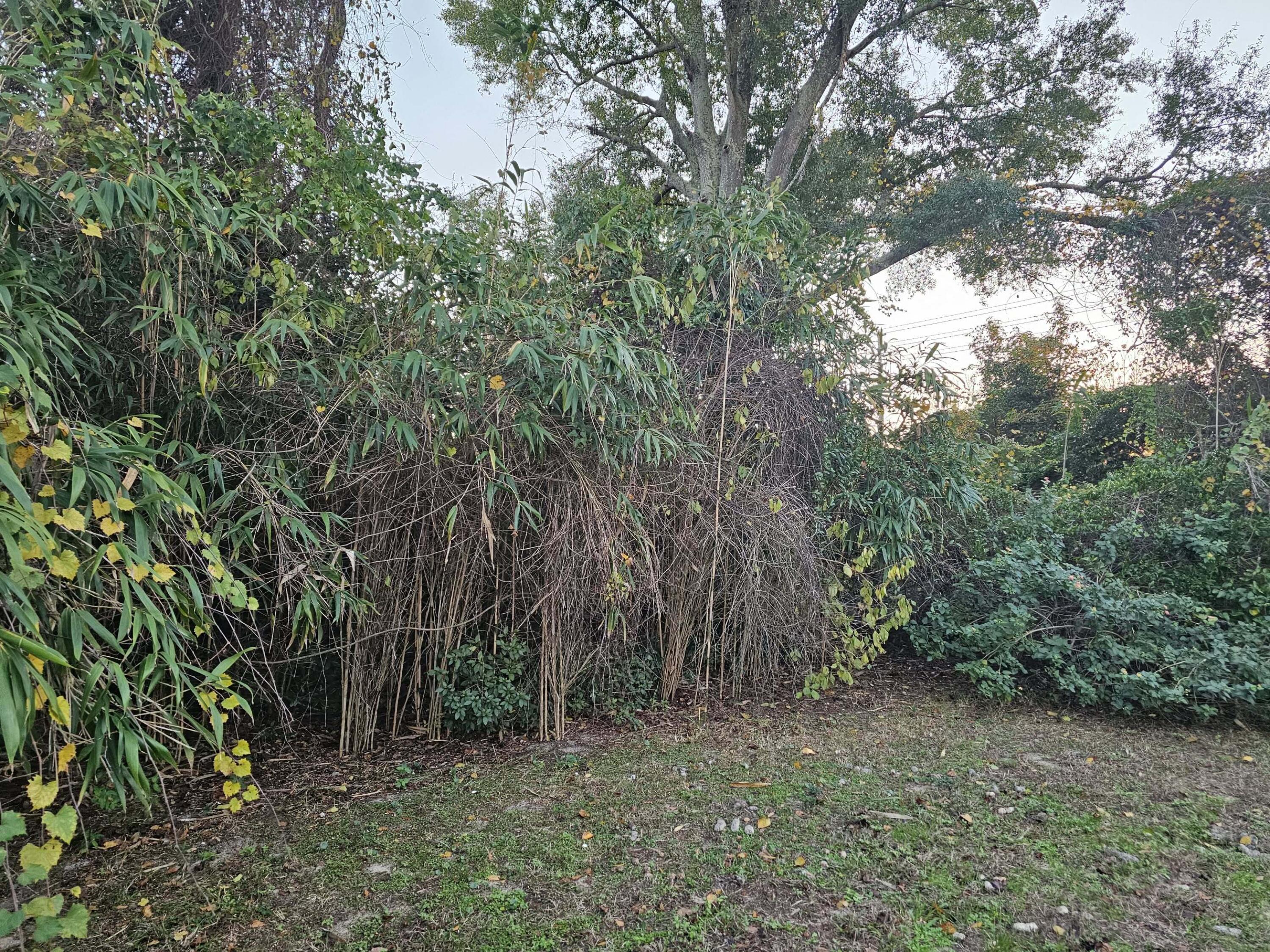 320 Main Street Destin, FL 32541 - Photo 9 of 10 a view of an outdoor space with trees