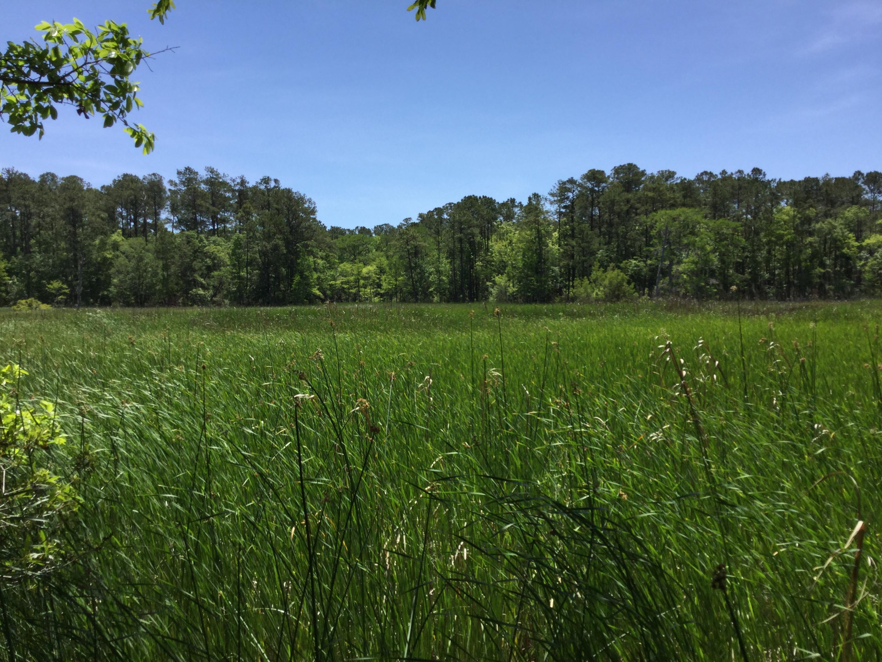 0 Old Collins Creek Road McClellanville, SC 29458 - Photo 1 of 6 marsh view