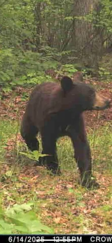 $599,900 | W5611 Gravelly Brook Road, Porterfield, WI 54159