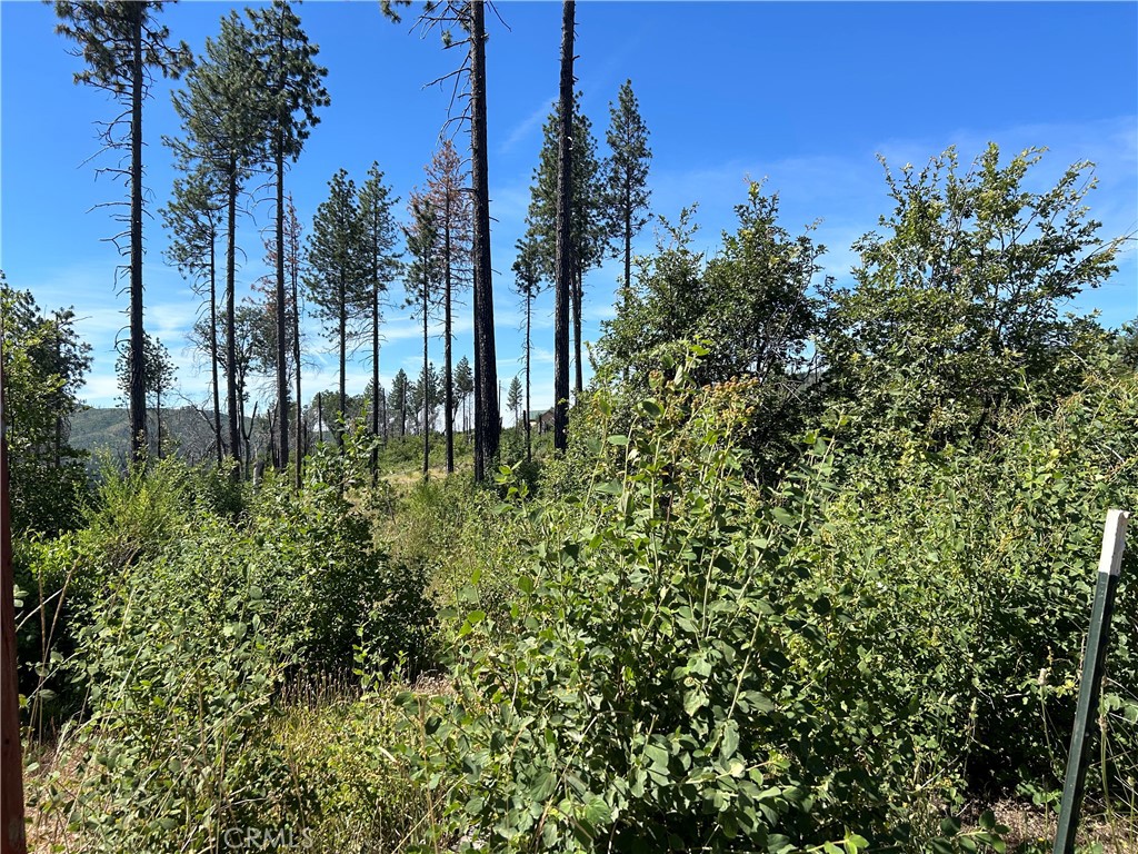 3520 Hoffman Road Oroville, CA 95965 - Photo 3 of 7 a view of a garden