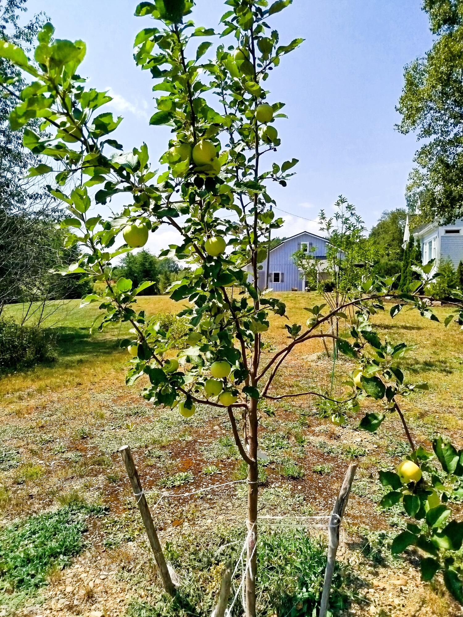 717 Crystal Road Crystal, ME 04747 - Photo 41 of 81 apples_8666