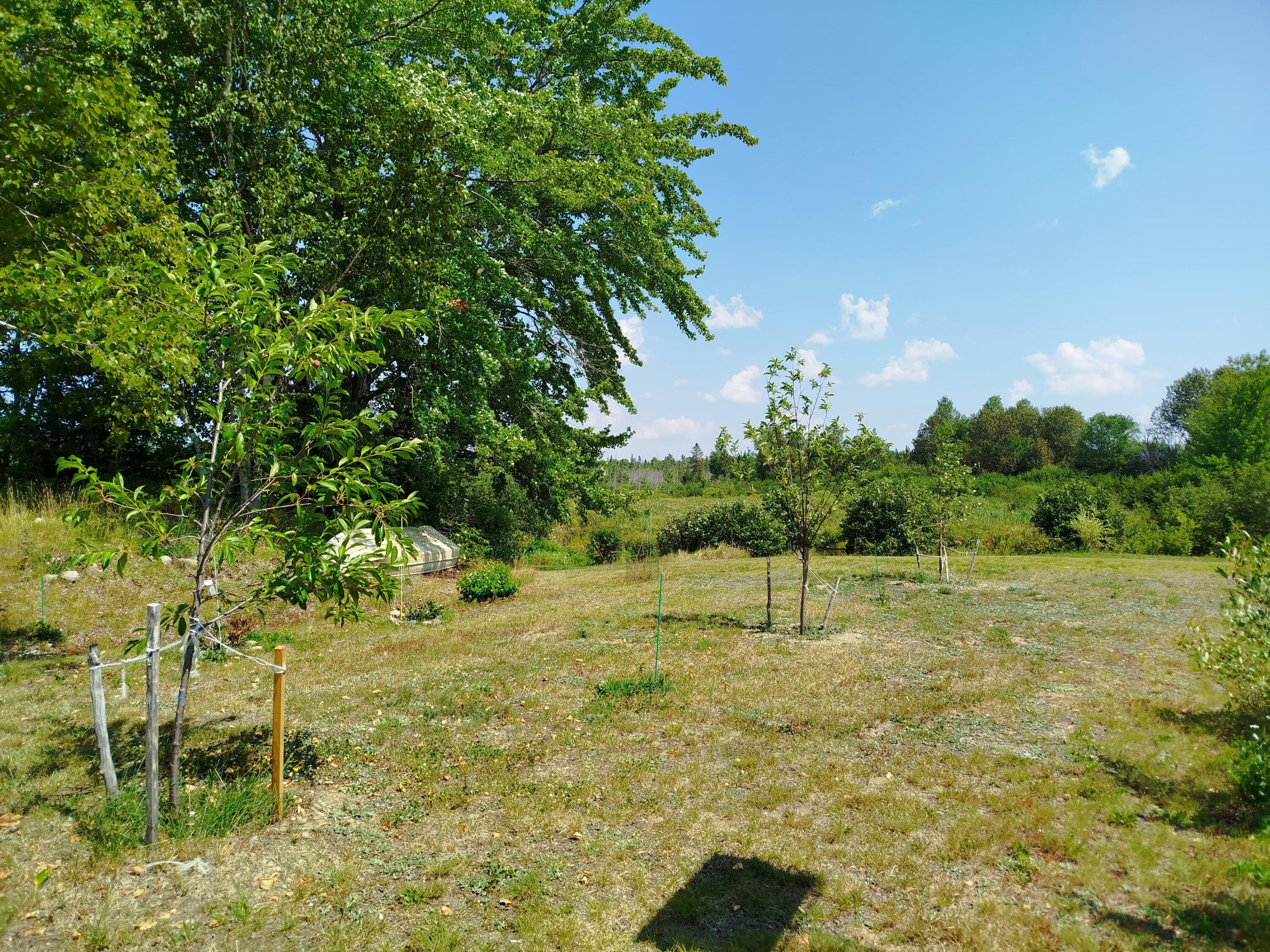 717 Crystal Road Crystal, ME 04747 - Photo 79 of 81 plum trees and apple tree