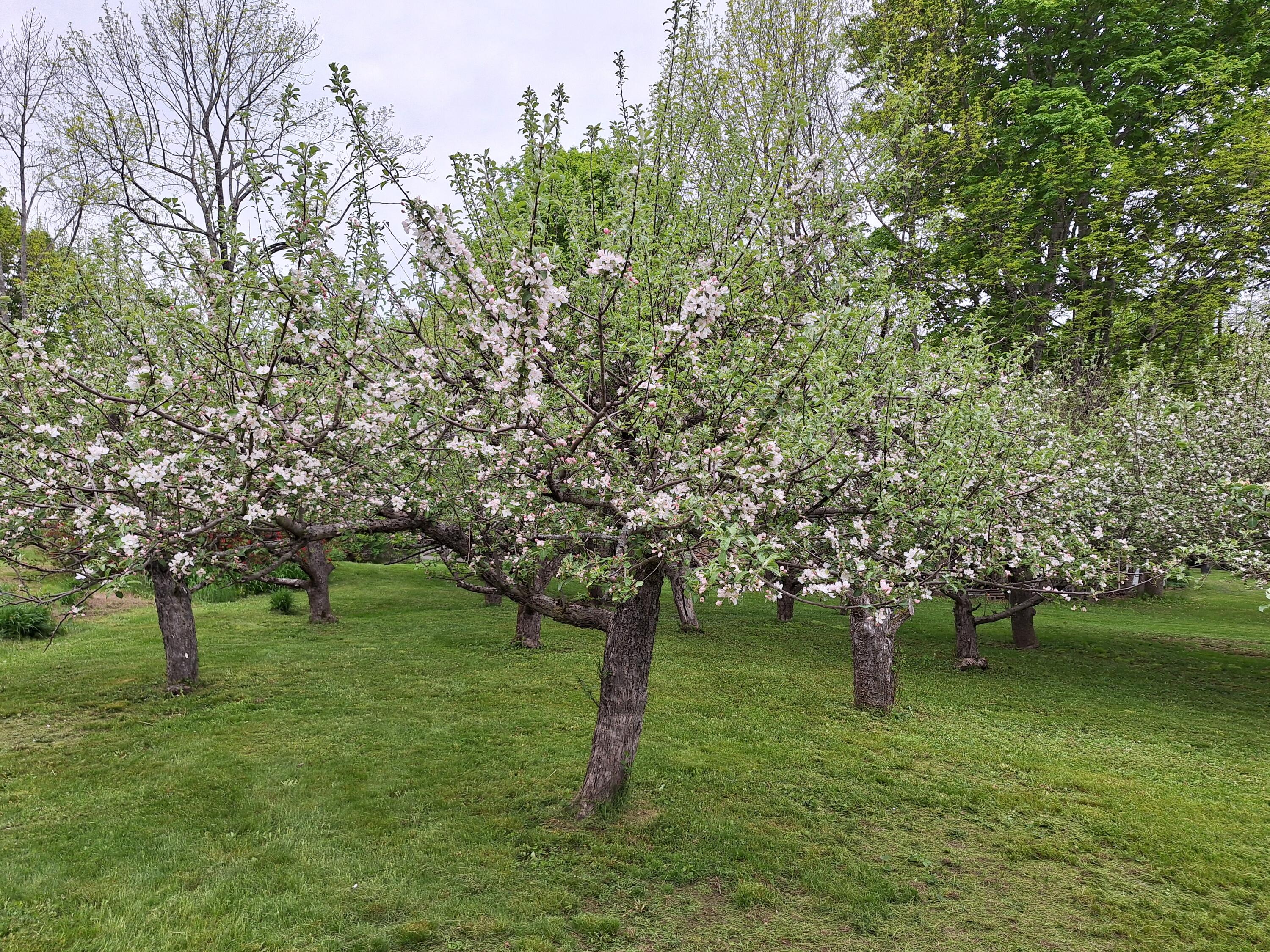 433 Hudson Road Corinth, ME 04427 - Photo 12 of 47 433 Hudson Road, Corinth apple trees.pdf