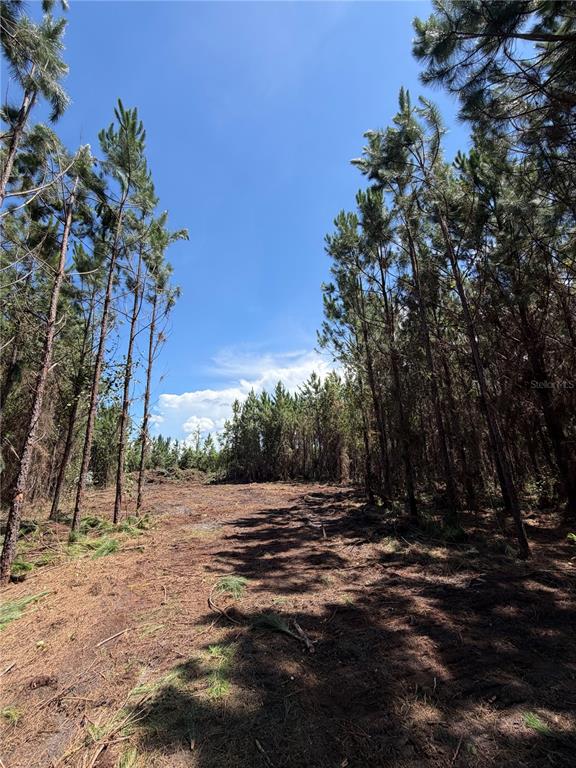 Arnold Rhoden Road Glen St. Mary, FL 32040 - Photo 1 of 4