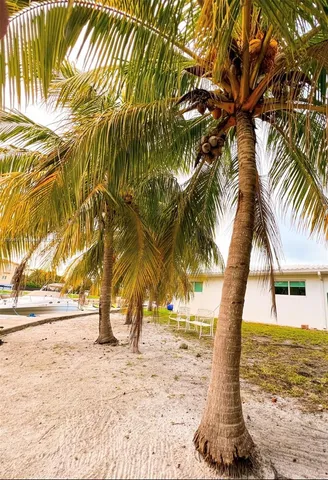 a view of a yard with a tree