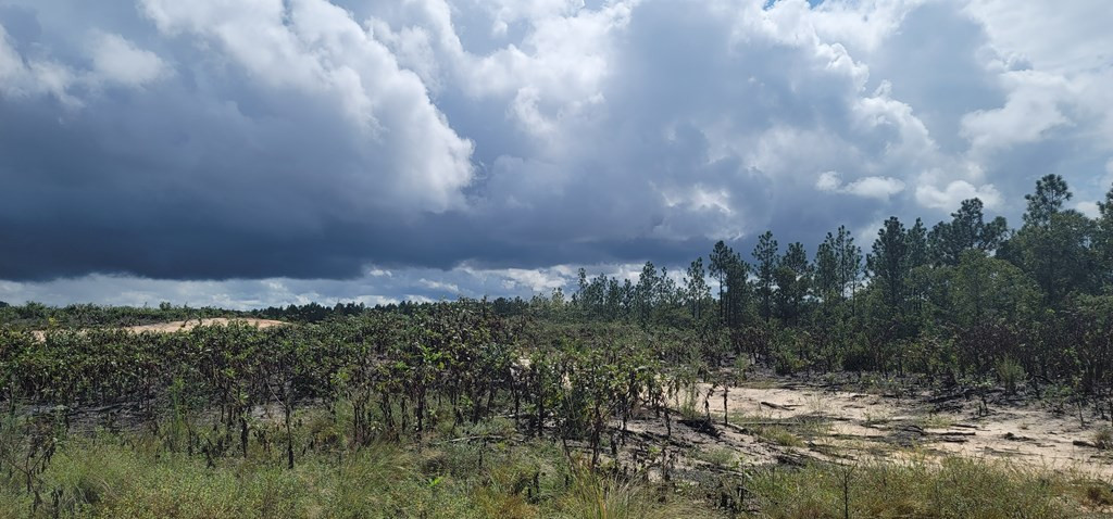 Lot 4 Springdale Road Graniteville, SC 29829 - Photo 2 of 2 Gallery Image 2