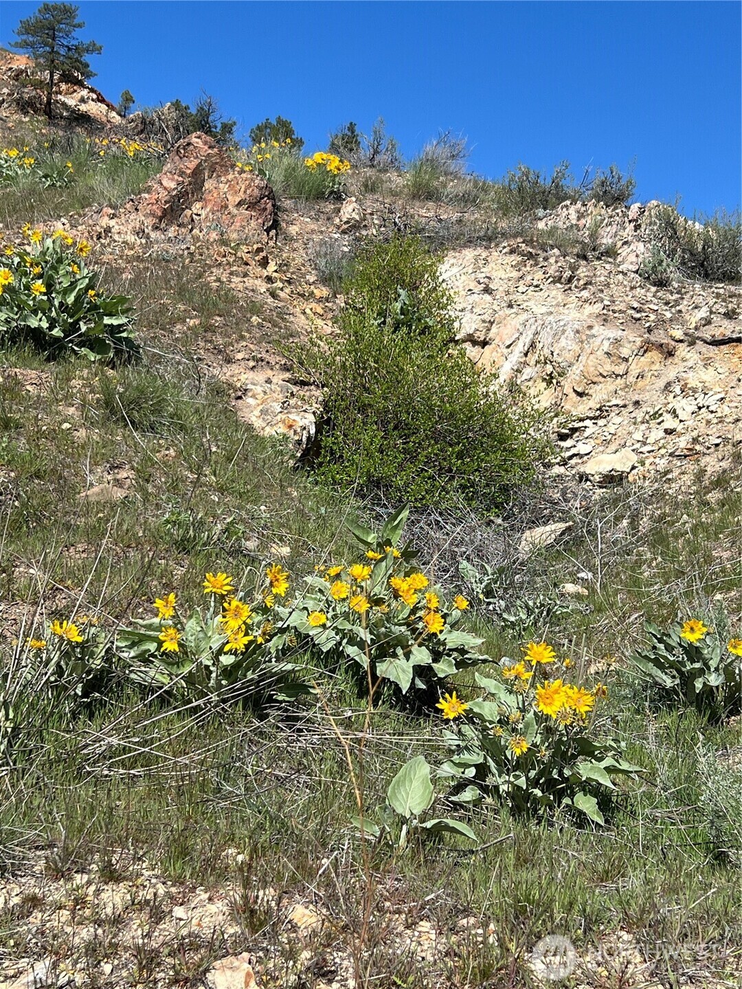 -nna Nna Soap Lake Road Okanogan, WA 98840 - Photo 15 of 15 a view of a tree