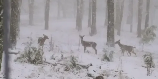 $865,900 | 5998 Old State Road, Menlo, GA 30731