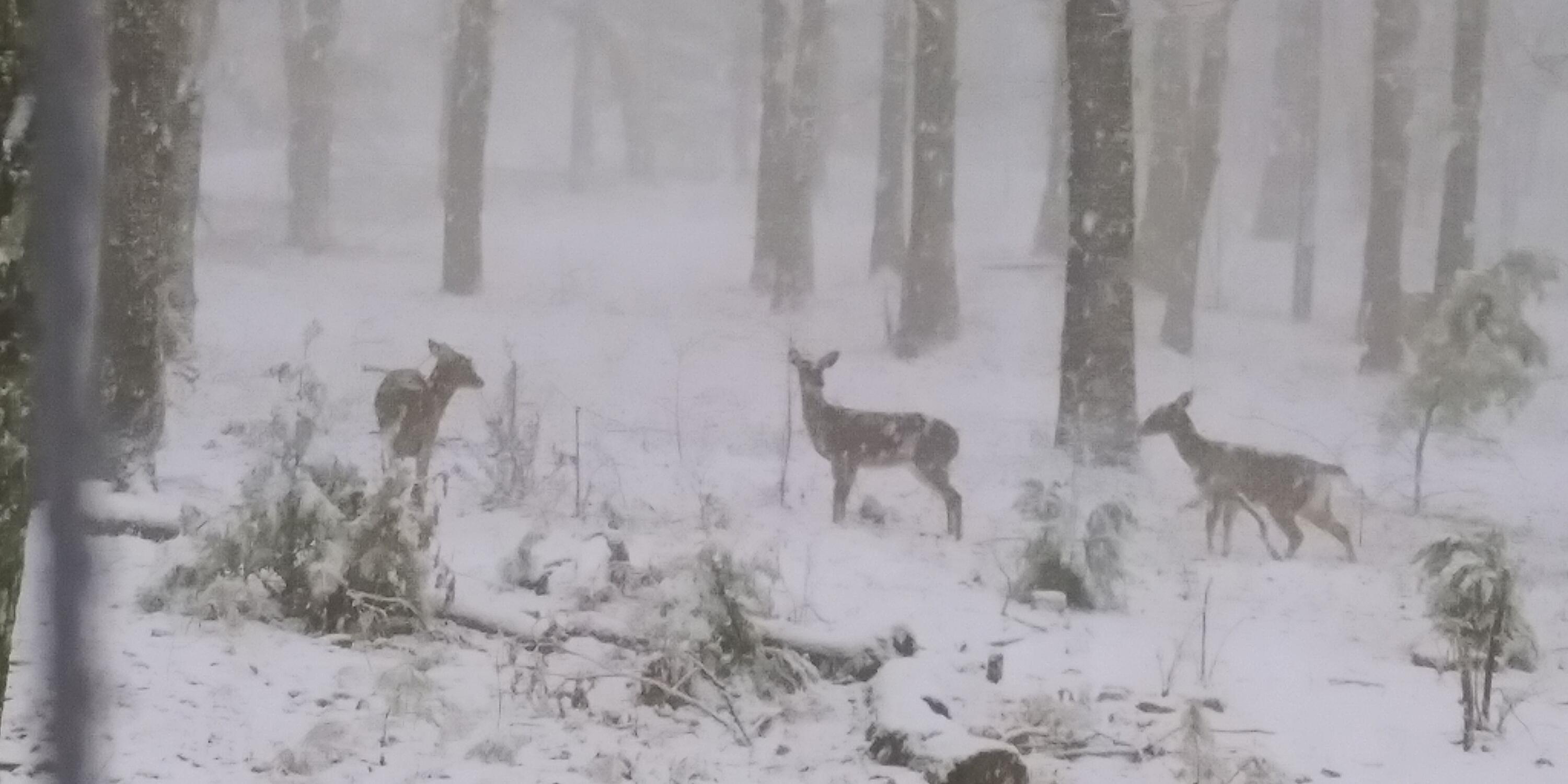 5998 Old State Road Menlo, GA 30731 - Photo 59 of 60 20220116_091408