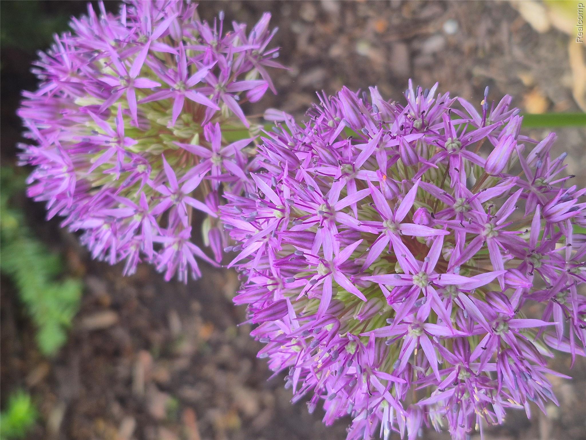 22076 Edgewater Novi, MI 48375 - Photo 45 of 47 22076 Edgewater Spring Annuals.jpg