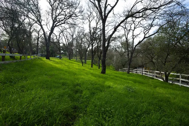 a view of a park with large trees