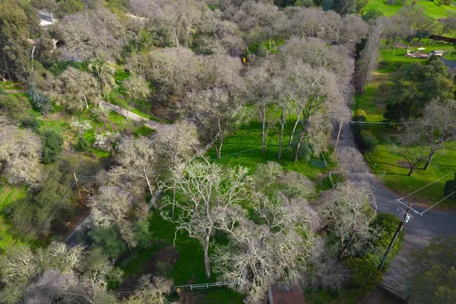 a view of a yard with plants and large trees
