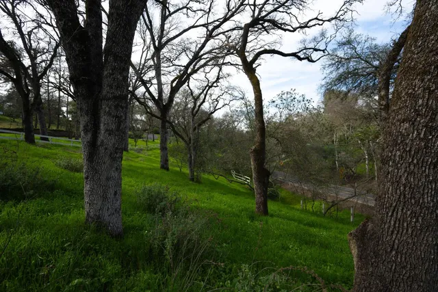 a view of lush green forest