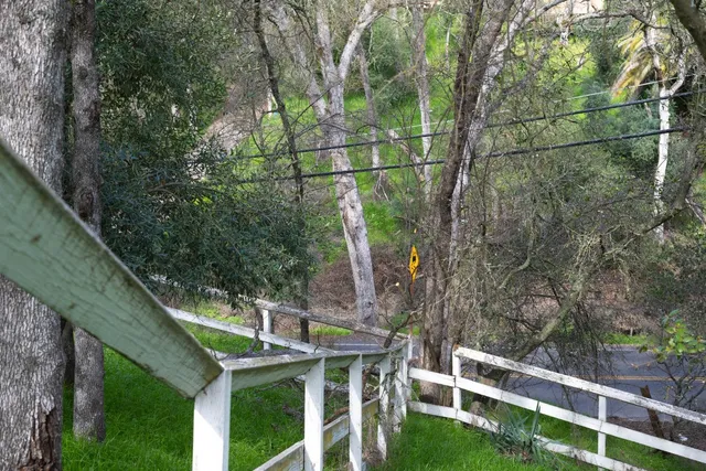 a view of a yard with large trees