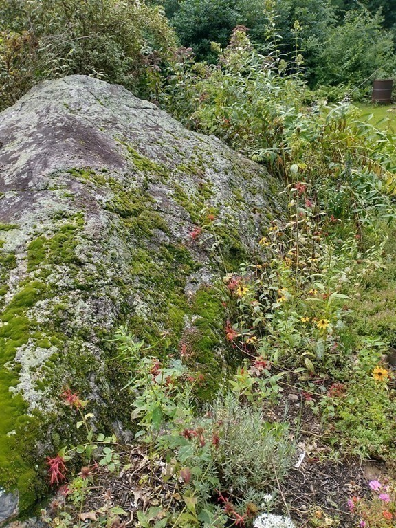 46 Apple Road Brimfield, MA 01010 - Photo 31 of 37 a view of a lush green forest