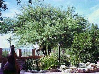 9119 North Riviera Drive Tucson, AZ 85704 - Photo 3 of 4