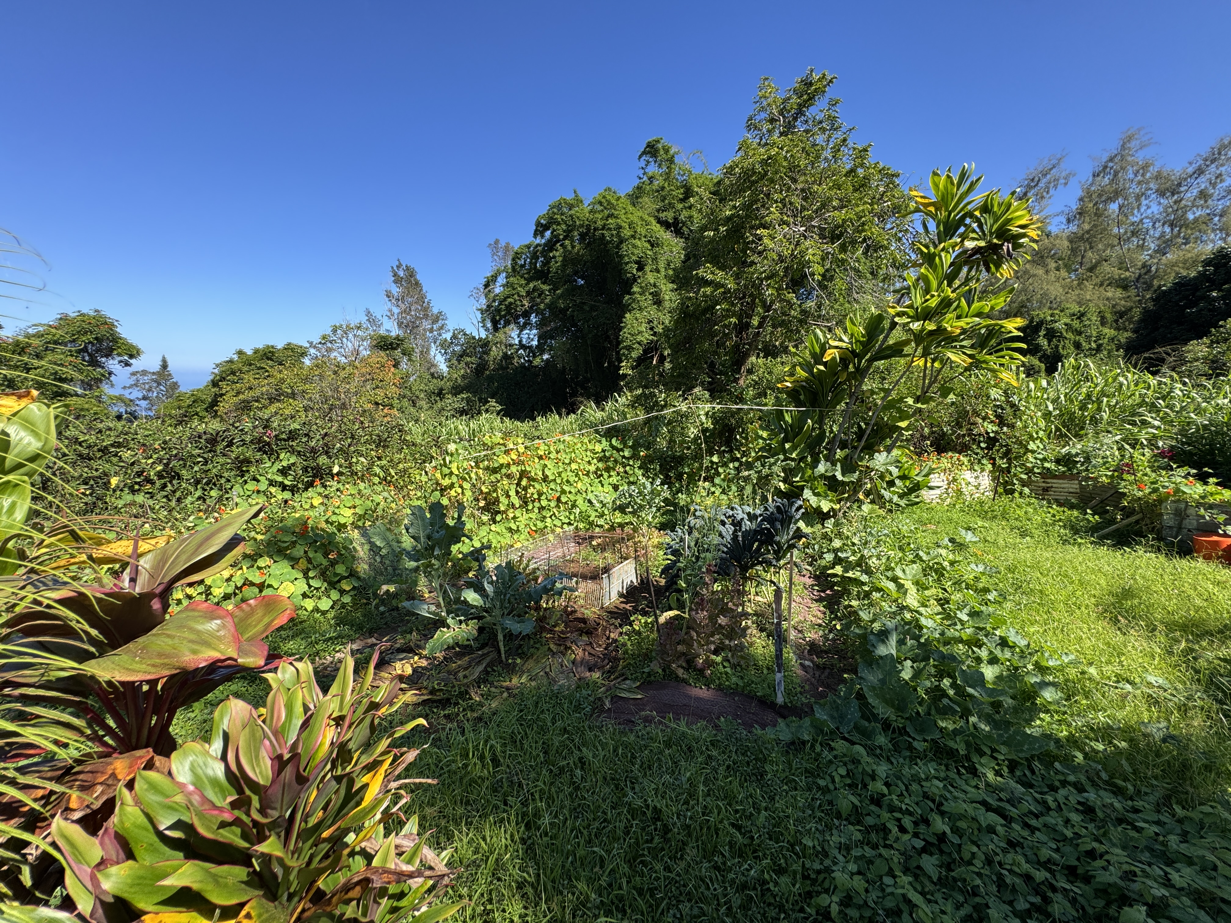 81-1081-c Captain Cook Road Captain Cook, HI 96704 - Photo 11 of 25 a view of a garden