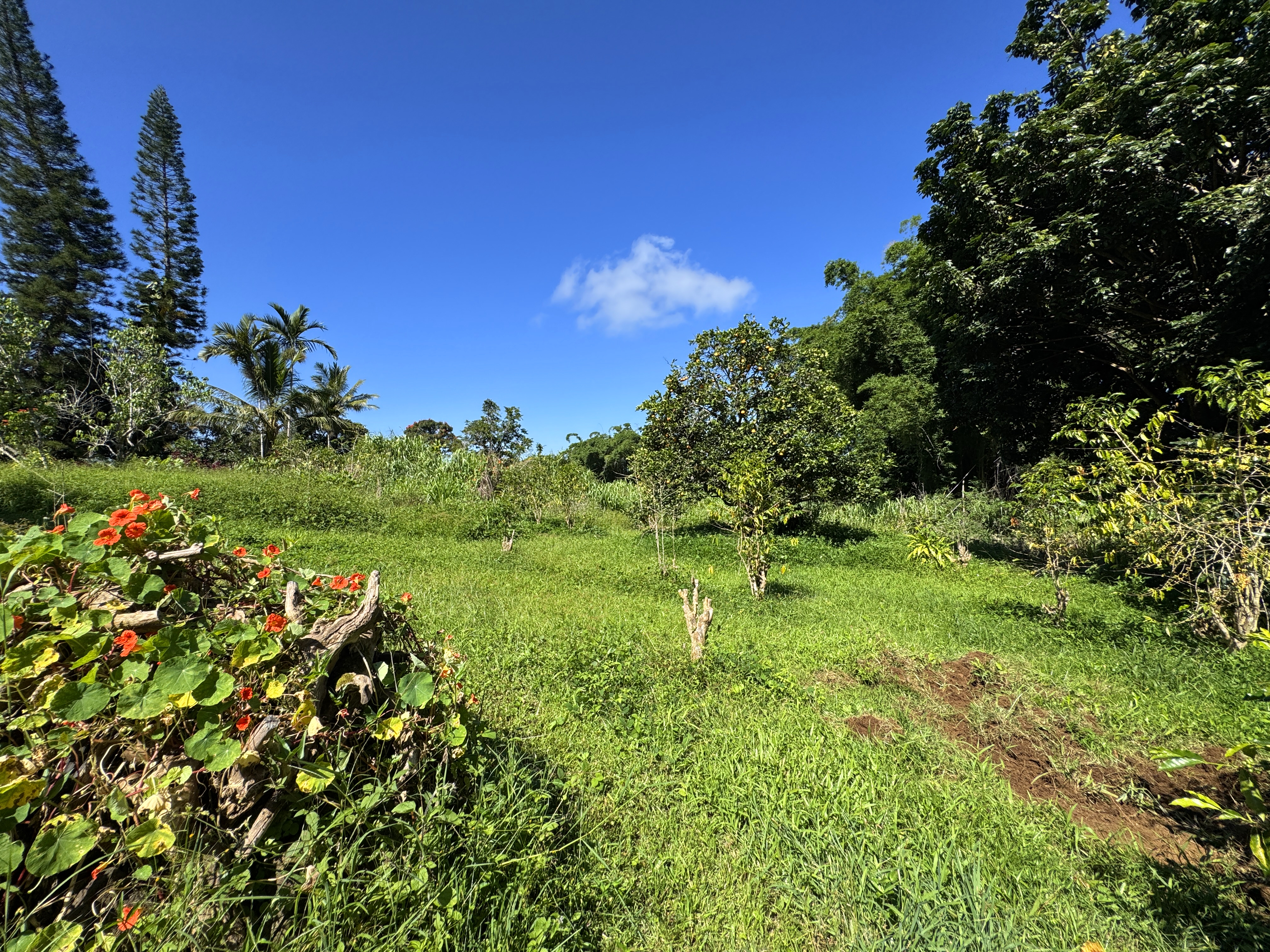 81-1081-c Captain Cook Road Captain Cook, HI 96704 - Photo 14 of 25 a lush green forest with lots of trees