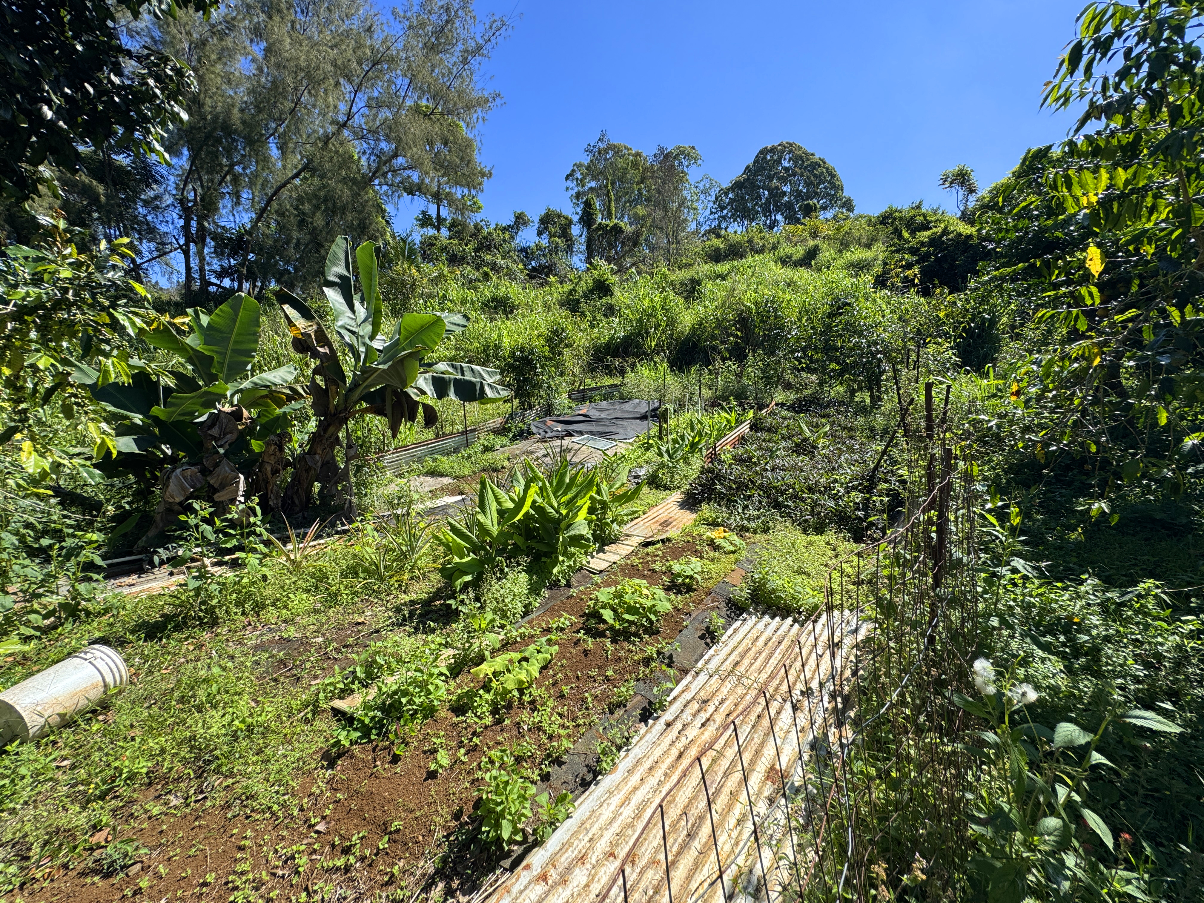 81-1081-c Captain Cook Road Captain Cook, HI 96704 - Photo 16 of 25 a view of a garden with plants