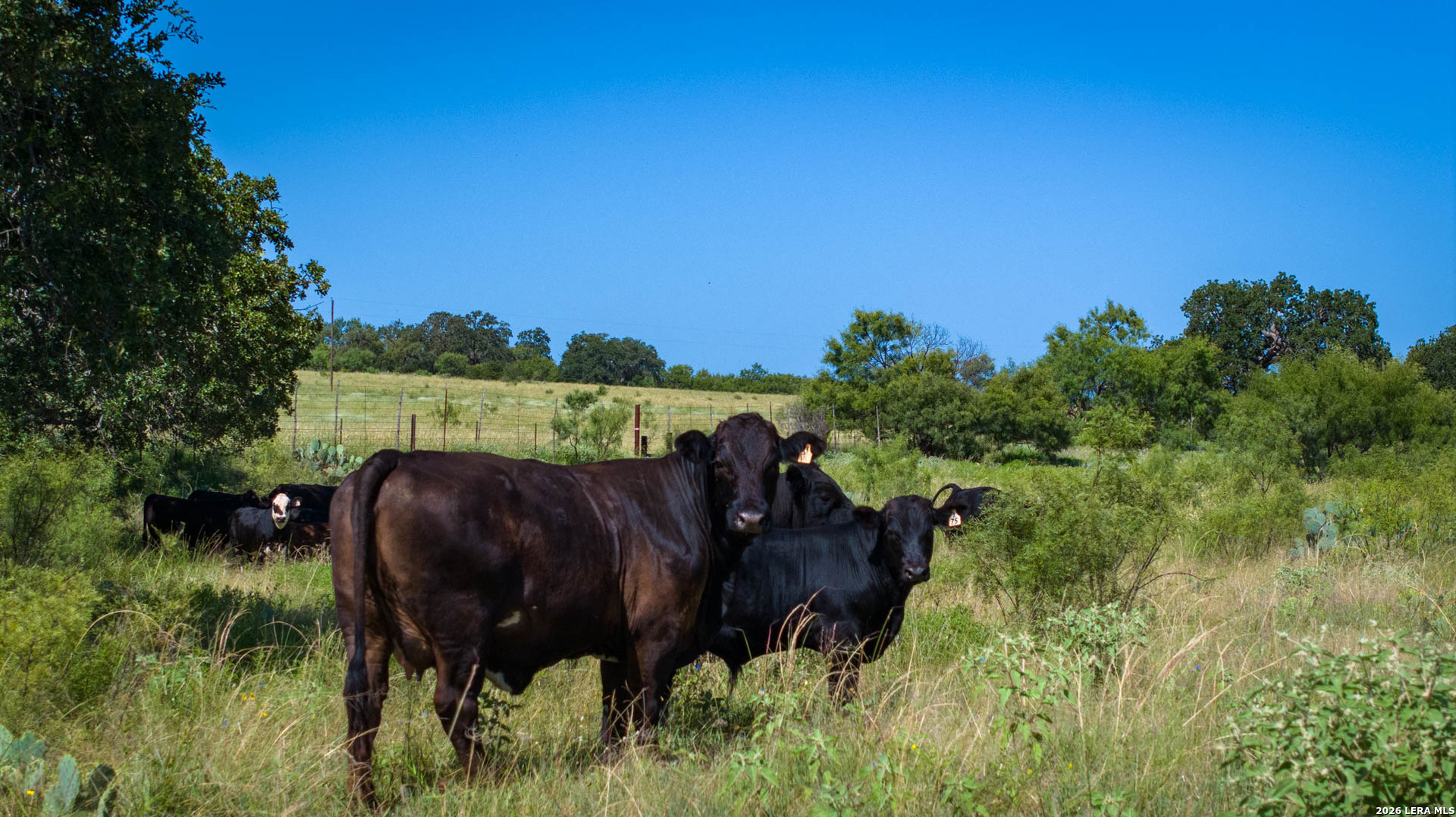 9978 Hay Spring Road Fredonia, TX 76842 - Photo 23 of 50