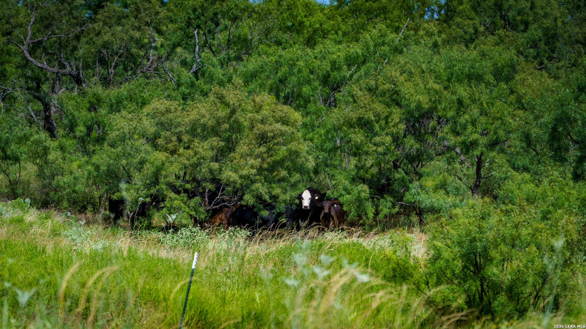 9978 Hay Spring Road Fredonia, TX 76842 - Photo 37 of 50