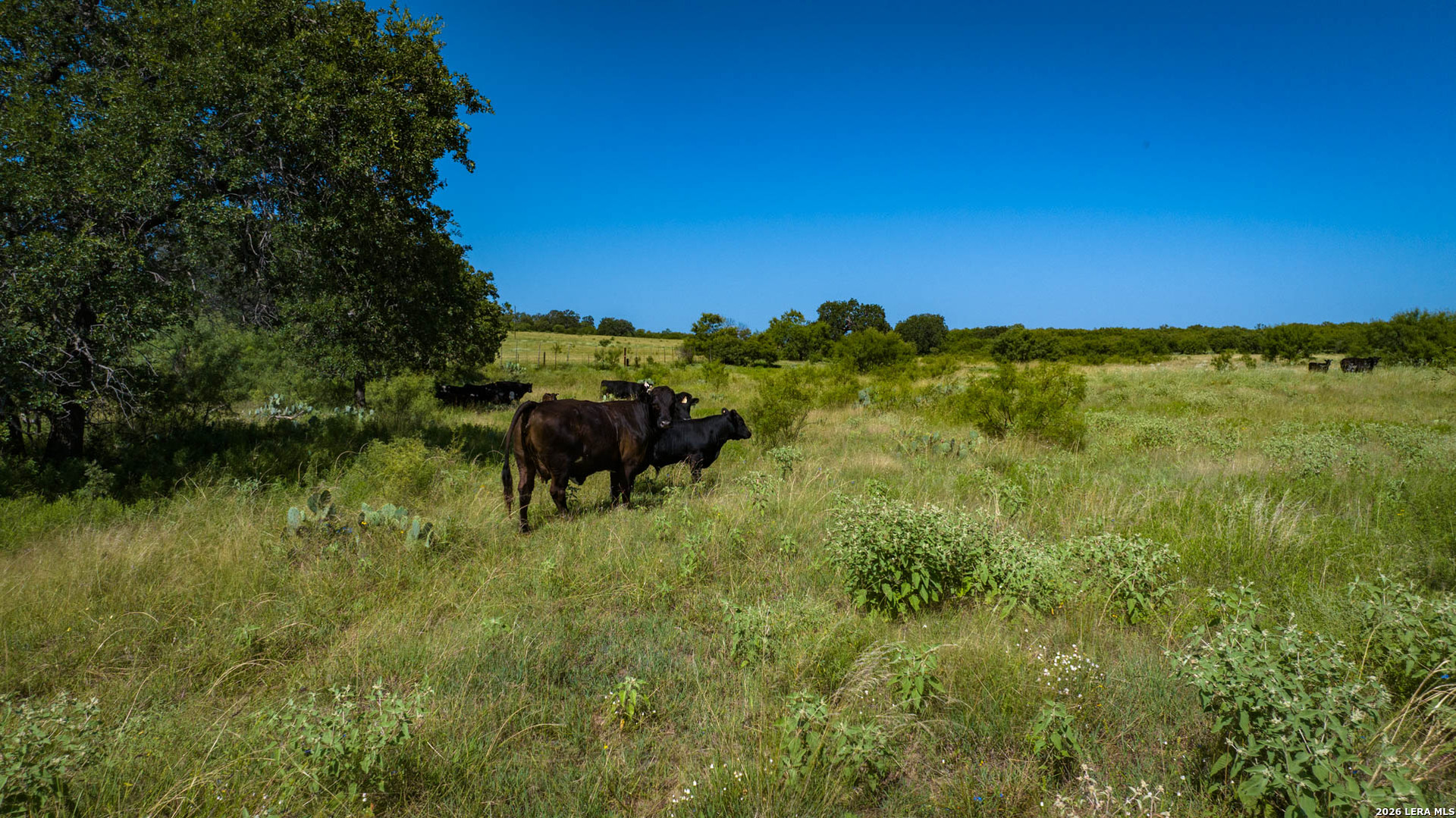 9978 Hay Spring Road Fredonia, TX 76842 - Photo 5 of 50