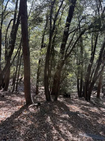 a view of outdoor space with lots of trees