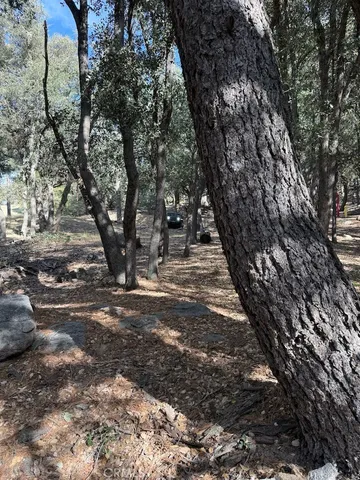 a view of road with large trees
