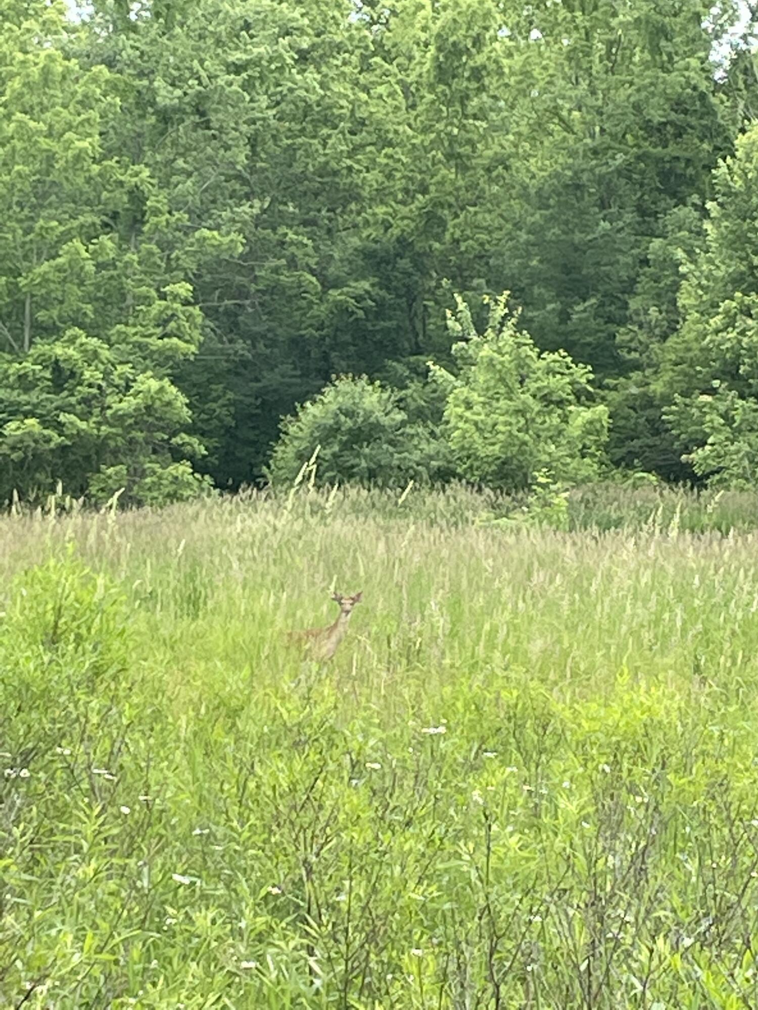 3685 Holcomb Road North Adams, MI 49262 - Photo 54 of 77 IMG_1484