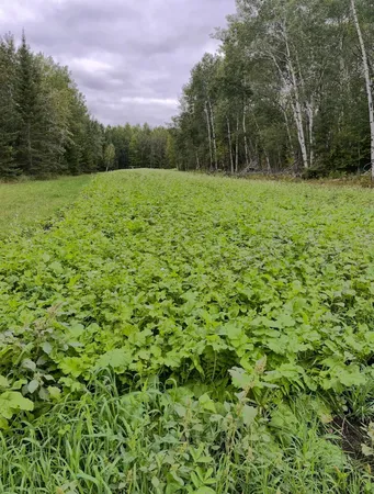 $349,900 | 8640 Highway 11, Baudette, MN 56623