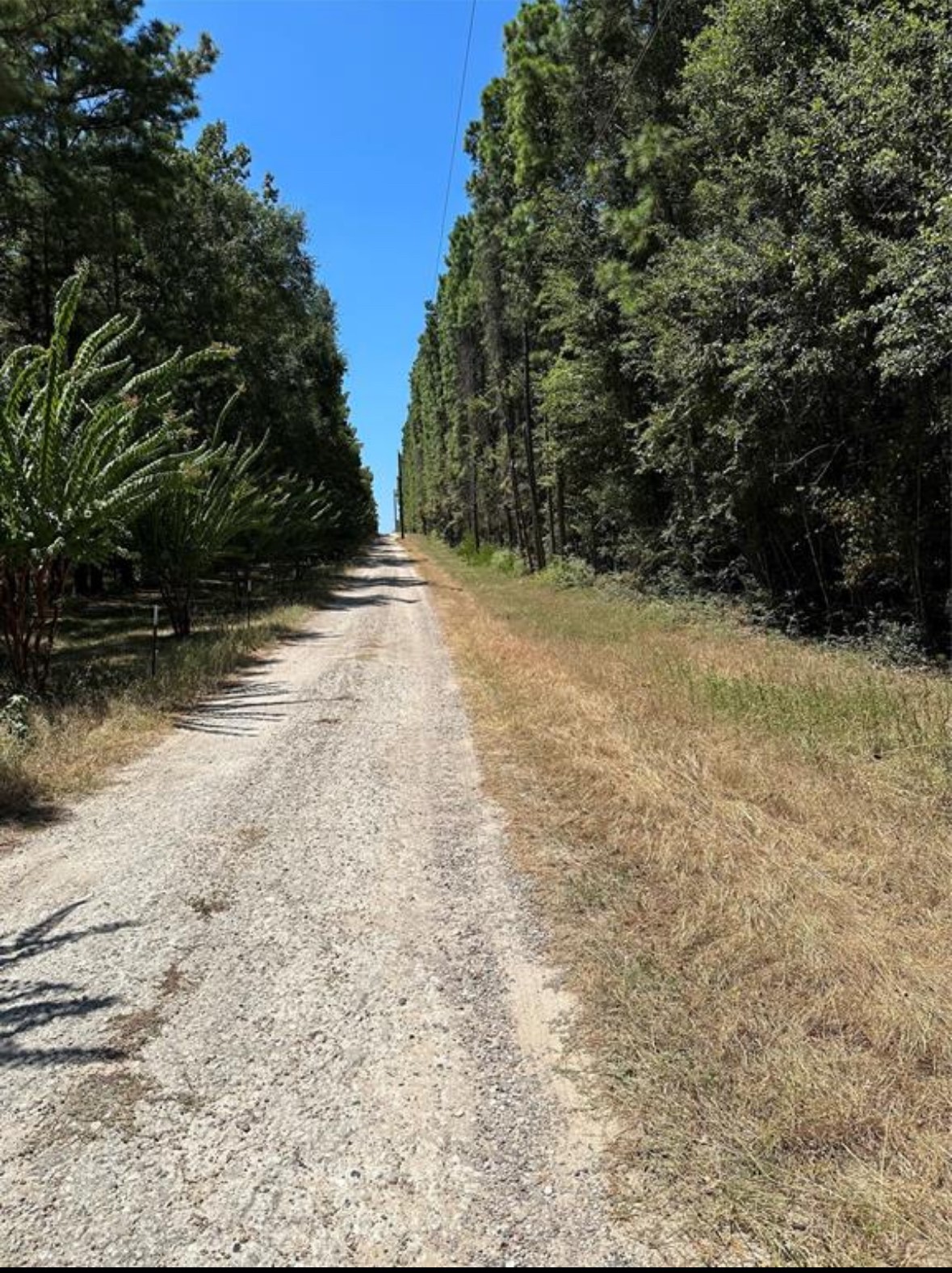 1000 Mohawk Drive Conroe, TX 77316 - Photo 2 of 4 a view of a yard with trees
