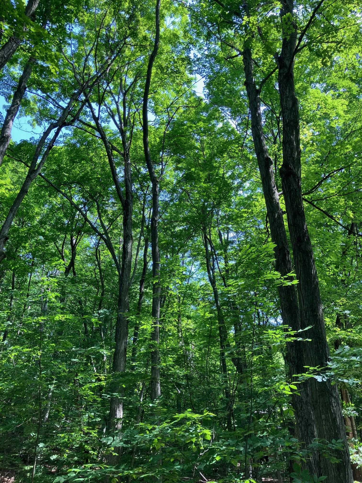 Lot 4 Spring Valley Road Beulah, MI 49617 - Photo 31 of 41