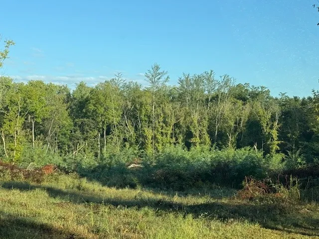 a view of a lush green forest with lots of trees