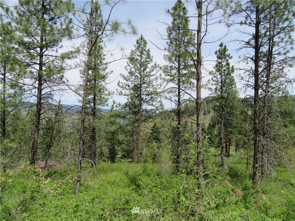 3 Boulder Creek Road Curlew, WA 99118 - Photo 16 of 22 Gallery Image 16