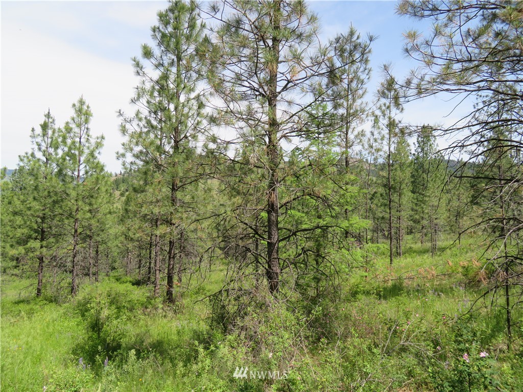 3 Boulder Creek Road Curlew, WA 99118 - Photo 8 of 22 Gallery Image 8