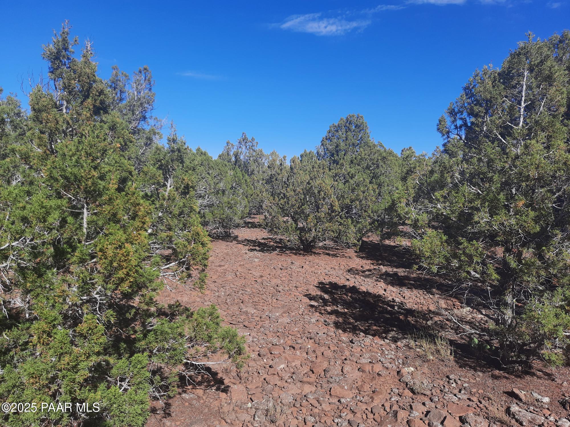 Lot 602 North A N Edge Ridge Road Seligman, AZ 86337 - Photo 2 of 11 a view of a dirt road with trees in the background