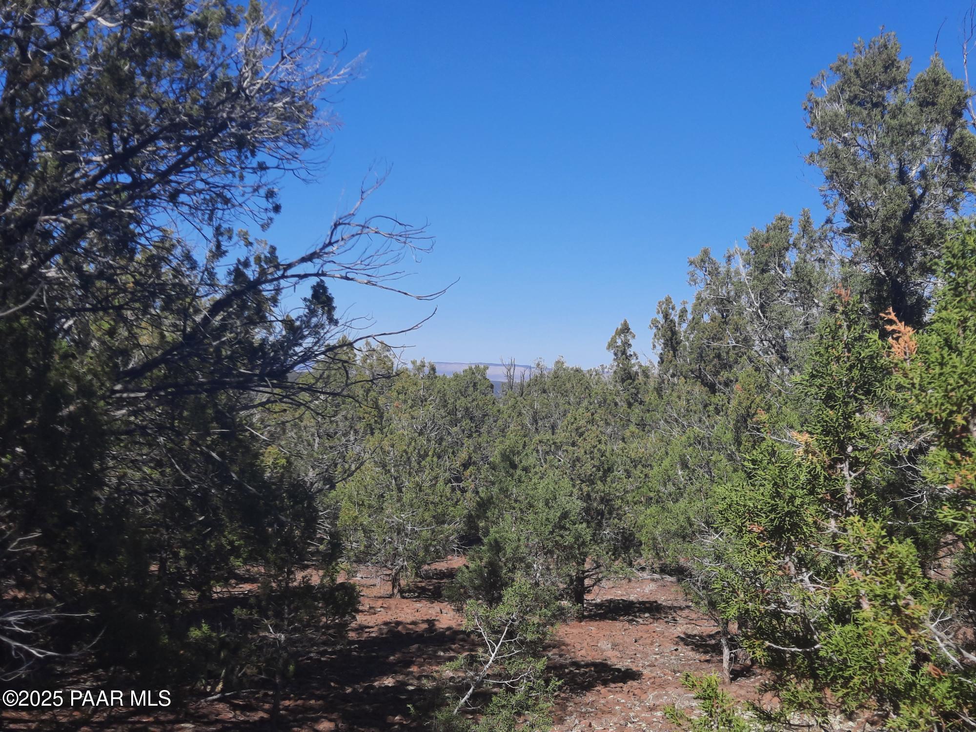 Lot 602 North A N Edge Ridge Road Seligman, AZ 86337 - Photo 4 of 11 a view of a forest with a tree