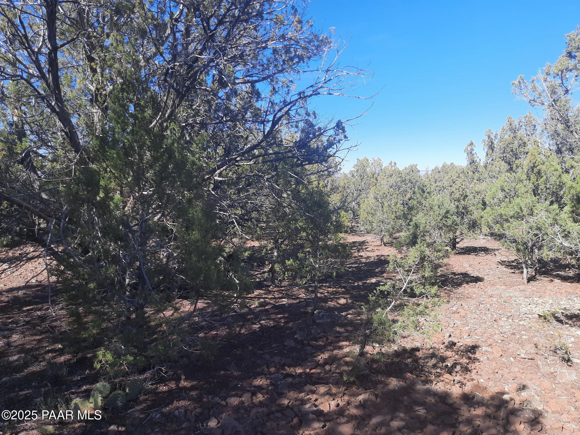 Lot 602 North A N Edge Ridge Road Seligman, AZ 86337 - Photo 5 of 11 a view of a forest filled with trees